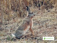 Rusakko, Lepus europaeus - Nisäkkäät - LuontoPortti