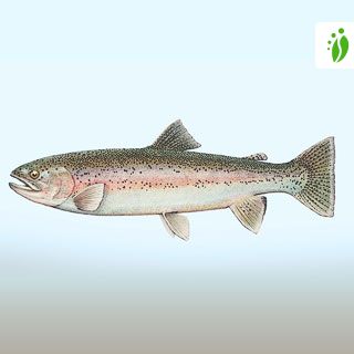 Regnbueørred, Oncorhynchus mykiss - - NatureGate