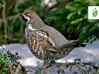 Hazel Grouse, Tetrastes bonasia - Birds - NatureGate