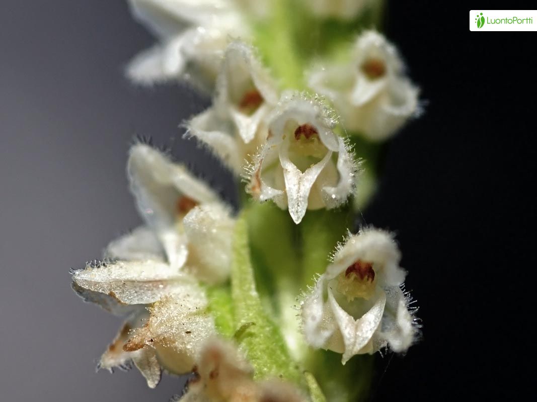 Kriechendes Netzblatt, Goodyera repens - Bltenpflanzen - NatureGate