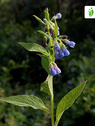 Russian Comfrey Symphytum X Uplandicum Flowers Naturegate