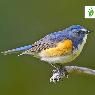 Red-flanked Bluetail, Starling and Thrushes