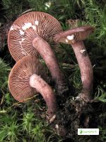 Sikurirousku, Lactarius camphoratus - Sienet - LuontoPortti