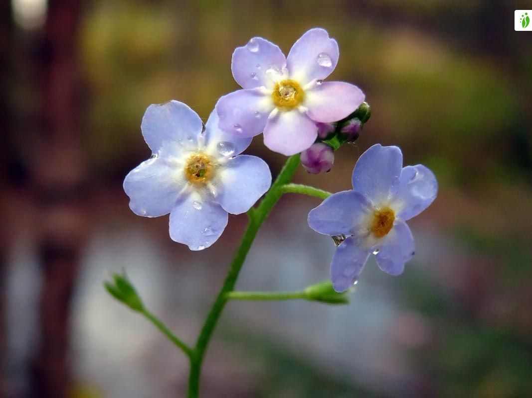お歳暮 2024 Luhtalemmikki, Myosotis scorpioides - Kukkakasvit - LuontoPortti アンティーク雑貨