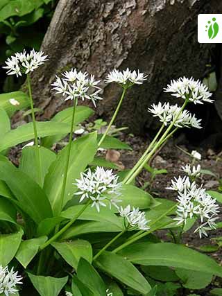 Allium ursinum deals