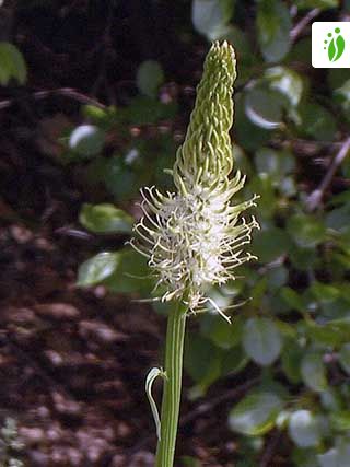 Raiponce en épi, Phyteuma spicatum - Fleurs - NatureGate