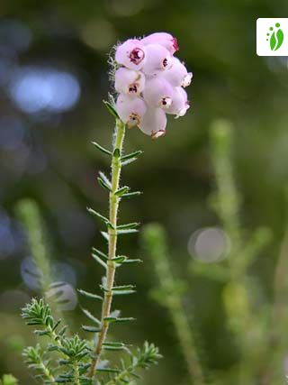 Stock photo of Mosiac of Cross leaved heath (Erica tetralix), Ling