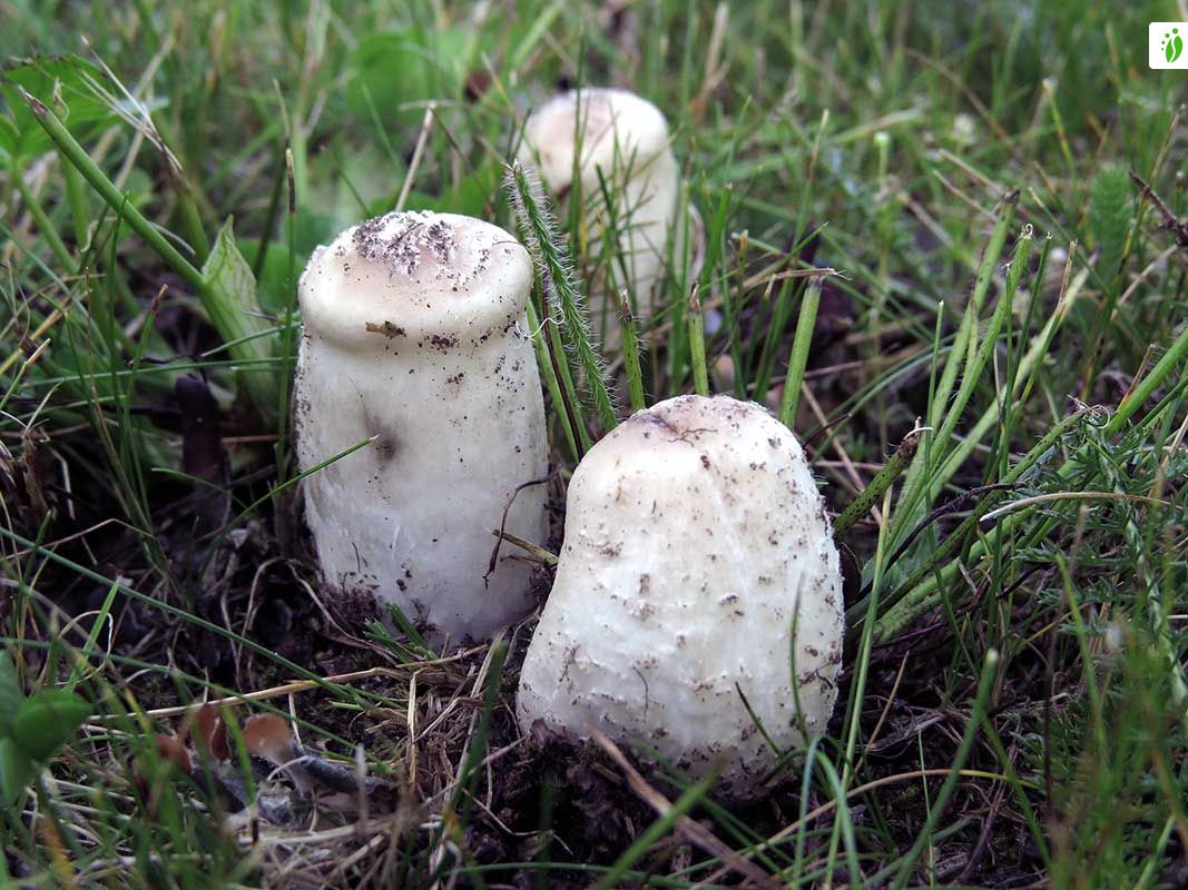 Suomumustesieni, Coprinus comatus - Sienet - LuontoPortti