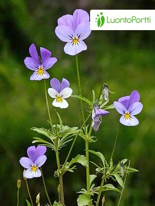 Pensée sauvage, Viola tricolor - Fleurs - NatureGate