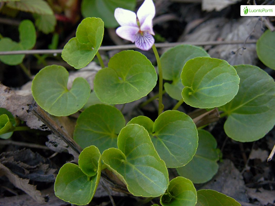 Violeta de pantano, Viola palustris - Flores - NatureGate