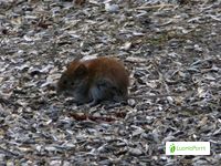 Metsämyyrä, Myodes glareolus - Nisäkkäät - LuontoPortti