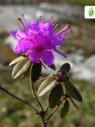 Rhododendron lapponicum - Flores - NatureGate