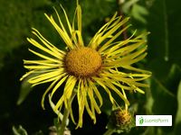 Elecampane, Inula helenium - Flowers - NatureGate