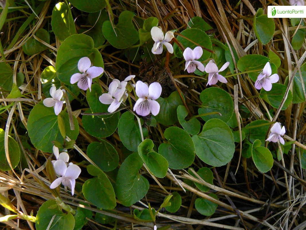 Violeta de pantano, Viola palustris - Flores - NatureGate