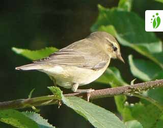 Pajulintu, Phylloscopus trochilus - Linnut - LuontoPortti