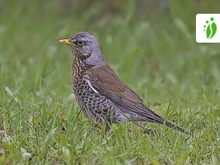 Räkättirastas, Turdus pilaris - Linnut - LuontoPortti