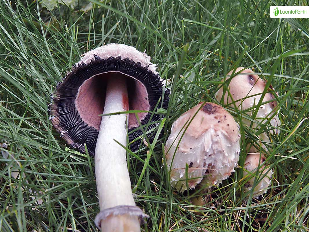 Suomumustesieni, Coprinus comatus - Sienet - LuontoPortti