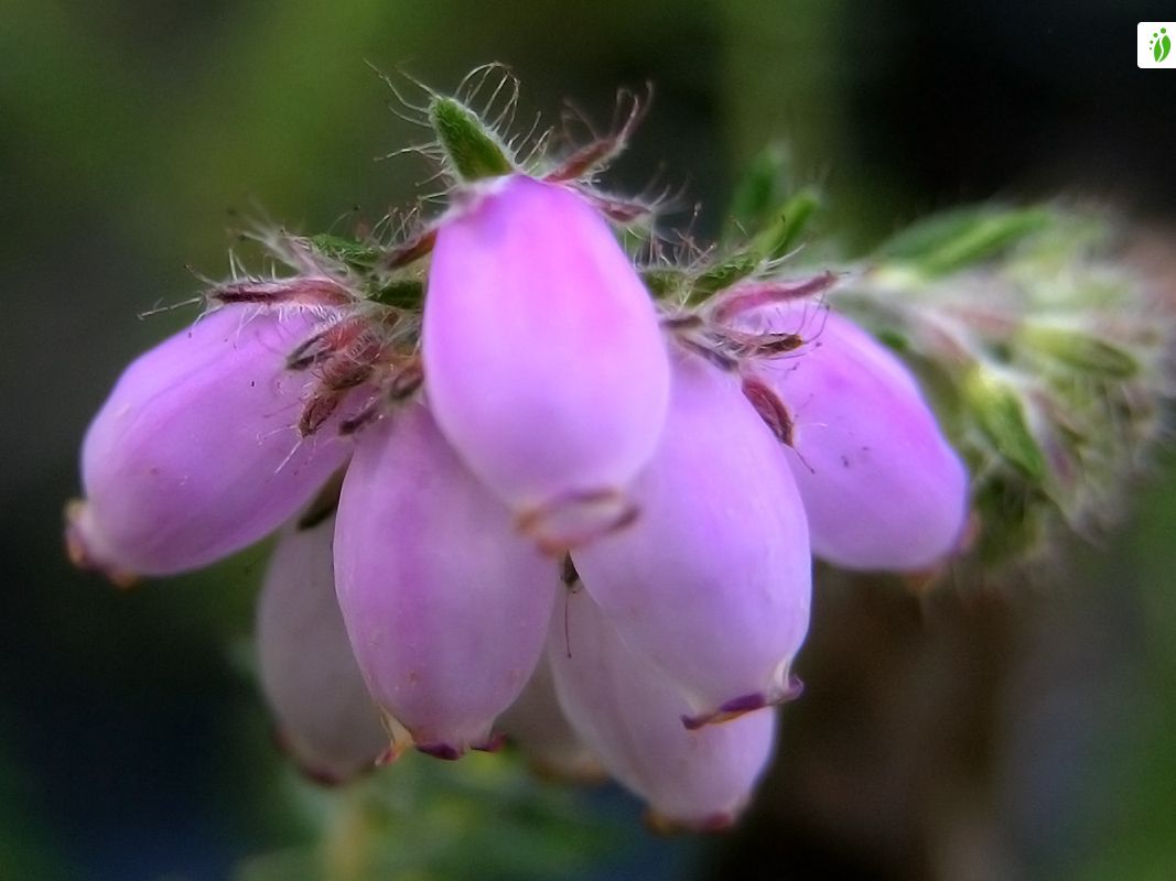 Stock photo of Mosiac of Cross leaved heath (Erica tetralix), Ling