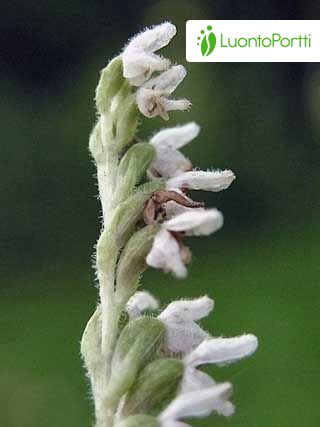 Kriechendes Netzblatt, Goodyera repens - Bltenpflanzen - NatureGate