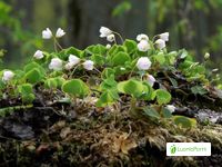 Wood Sorrel Oxalis Acetosella Flowers Naturegate