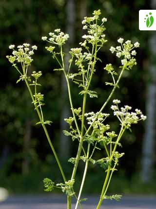 Skarntyde, Conium Blomster - NatureGate