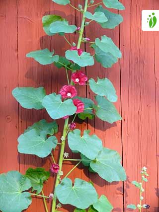 Alcea rosea - wild in Provence