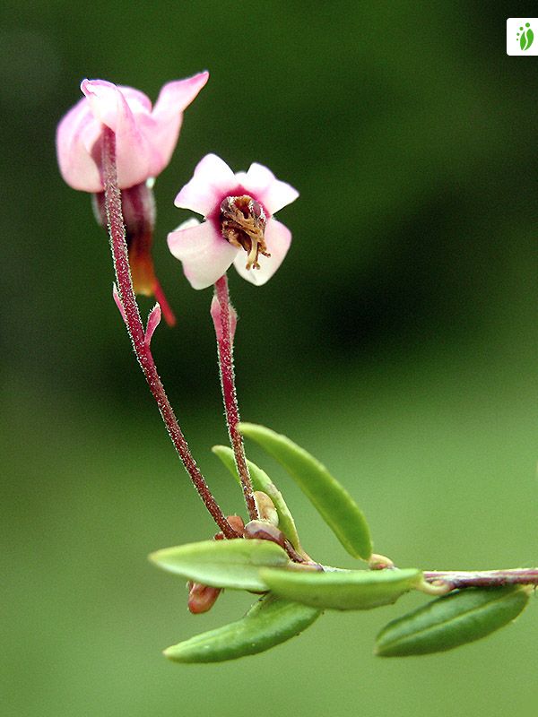 Cranberry, Vaccinium oxycoccos - Flowers - NatureGate Cranberry, Vaccinium oxycoccos - Flowers - NatureGate