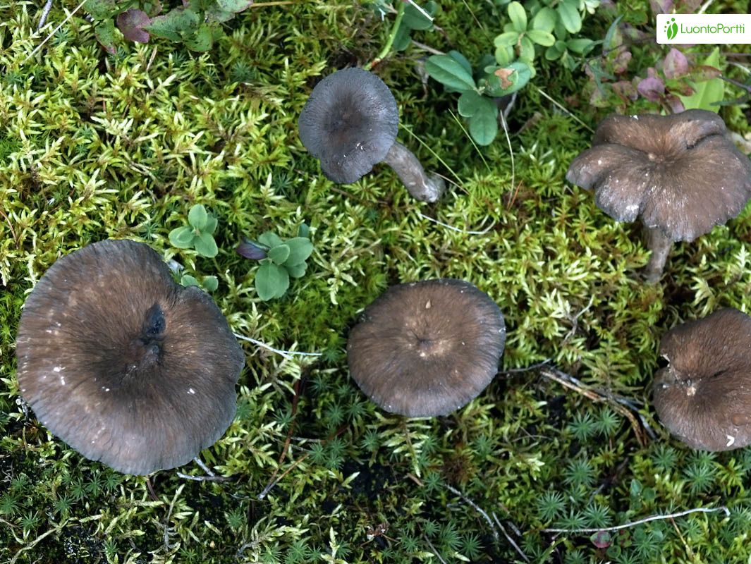 Nokirousku, Lactarius lignyotus - Sienet - LuontoPortti