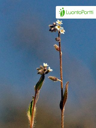 Nomeolvides temprano, Myosotis ramosissima - Flores - NatureGate