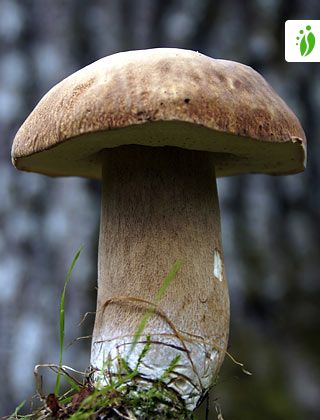 Tammenherkkutatti, Boletus reticulatus - Sienet - LuontoPortti