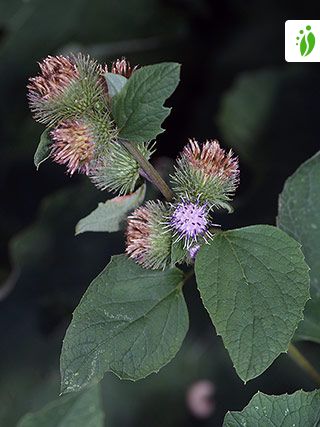 arctium minus