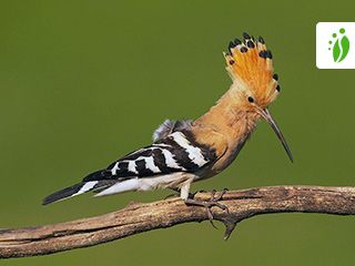 corrupción cantidad de ventas Enjuiciar Abubilla, Upupa epops - Aves - NatureGate