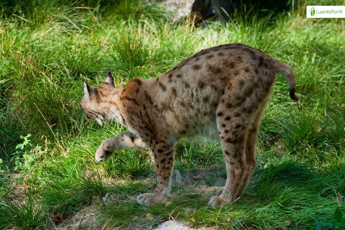 Ilves, Lynx lynx - Nisäkkäät - LuontoPortti