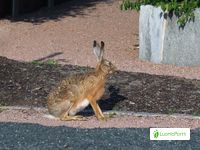 Rusakko, Lepus europaeus - Nisäkkäät - LuontoPortti