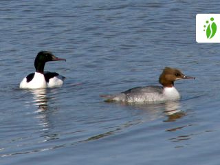 Isokoskelo, Mergus merganser - Linnut - LuontoPortti