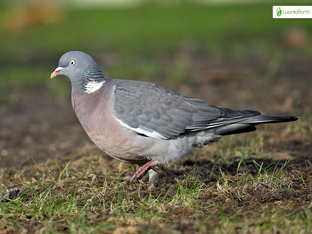 Sepelkyyhky, Columba palumbus - Linnut - LuontoPortti