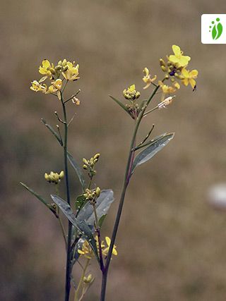 Graines-Seeds Moutarde noire, sénevé noir, Brassica nigra