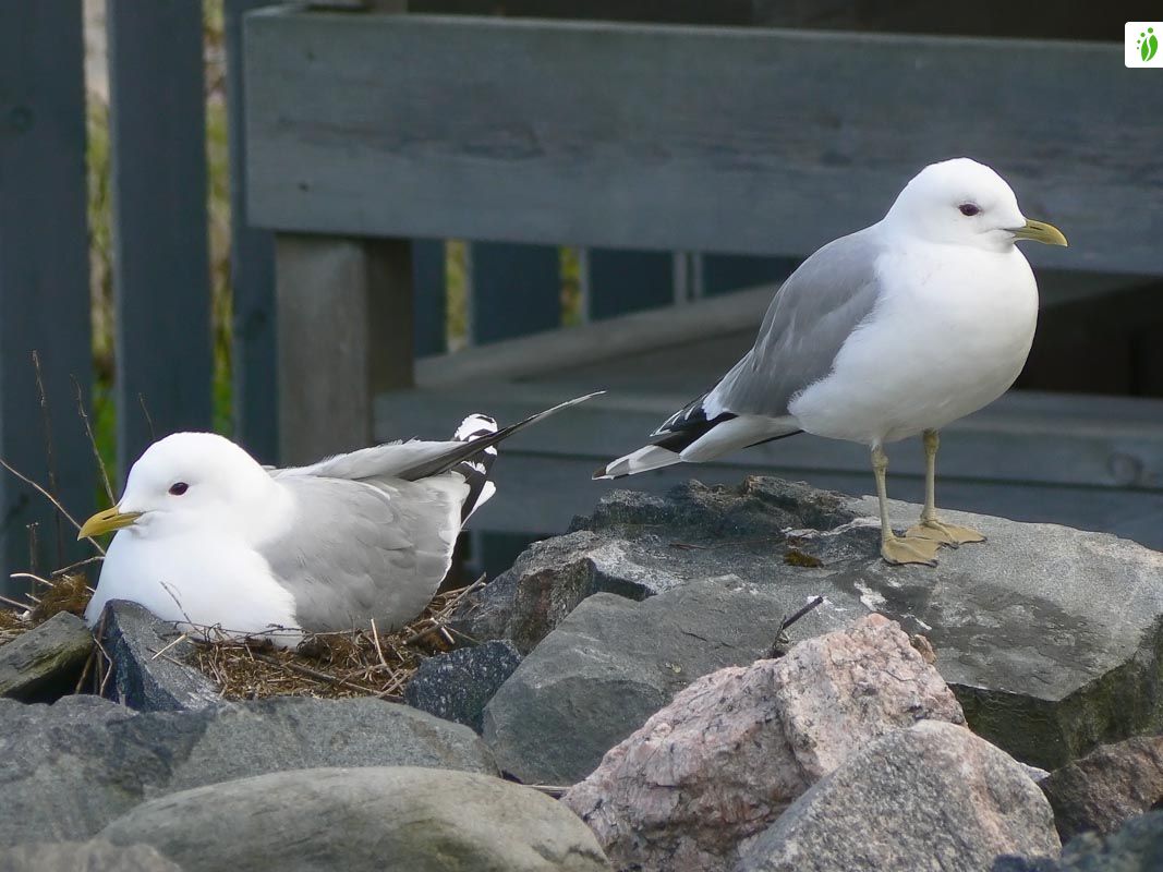 Common Gull, Larus canus - Birds - NatureGate