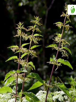 stinging nettle yellow flower