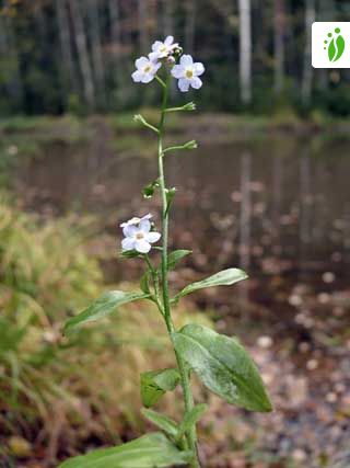 Nomeolvides acuático, Myosotis scorpioides - Flores - NatureGate