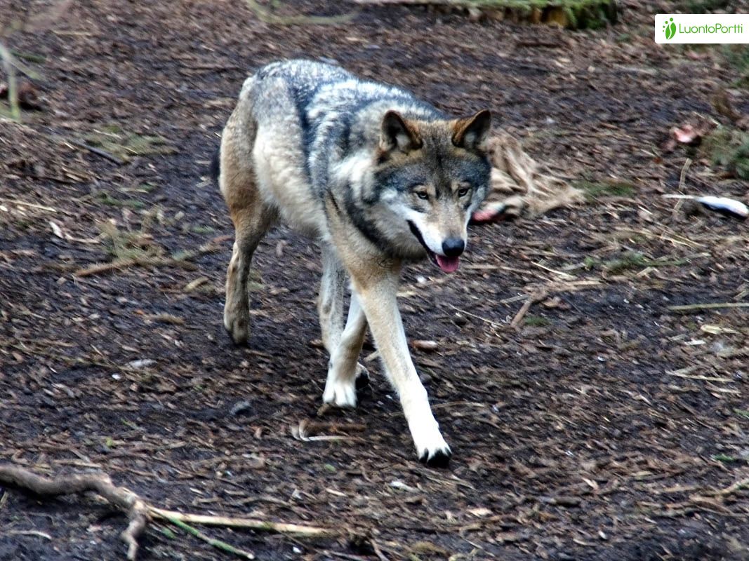 Susi, Canis lupus - Nisäkkäät - LuontoPortti