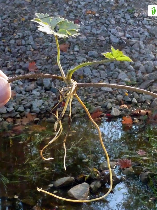 Kriechender Hahnenfu, Ranunculus repens - Bltenpflanzen - NatureGate