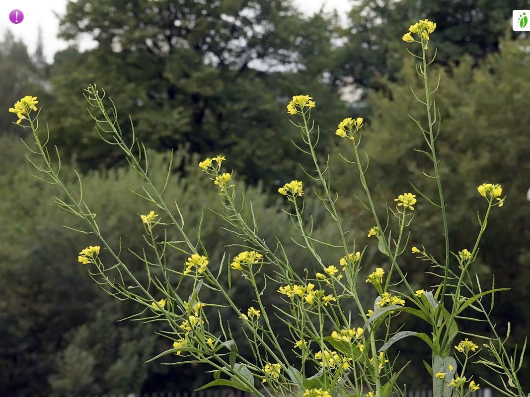 MOUTARDE NOIRE, Graine poudre (Brassica nigra) - Apophycaire