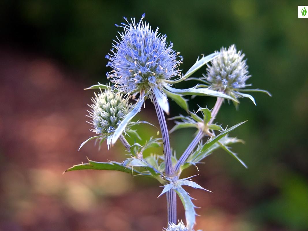 Cardo azul, Eryngium planum - Flores - NatureGate