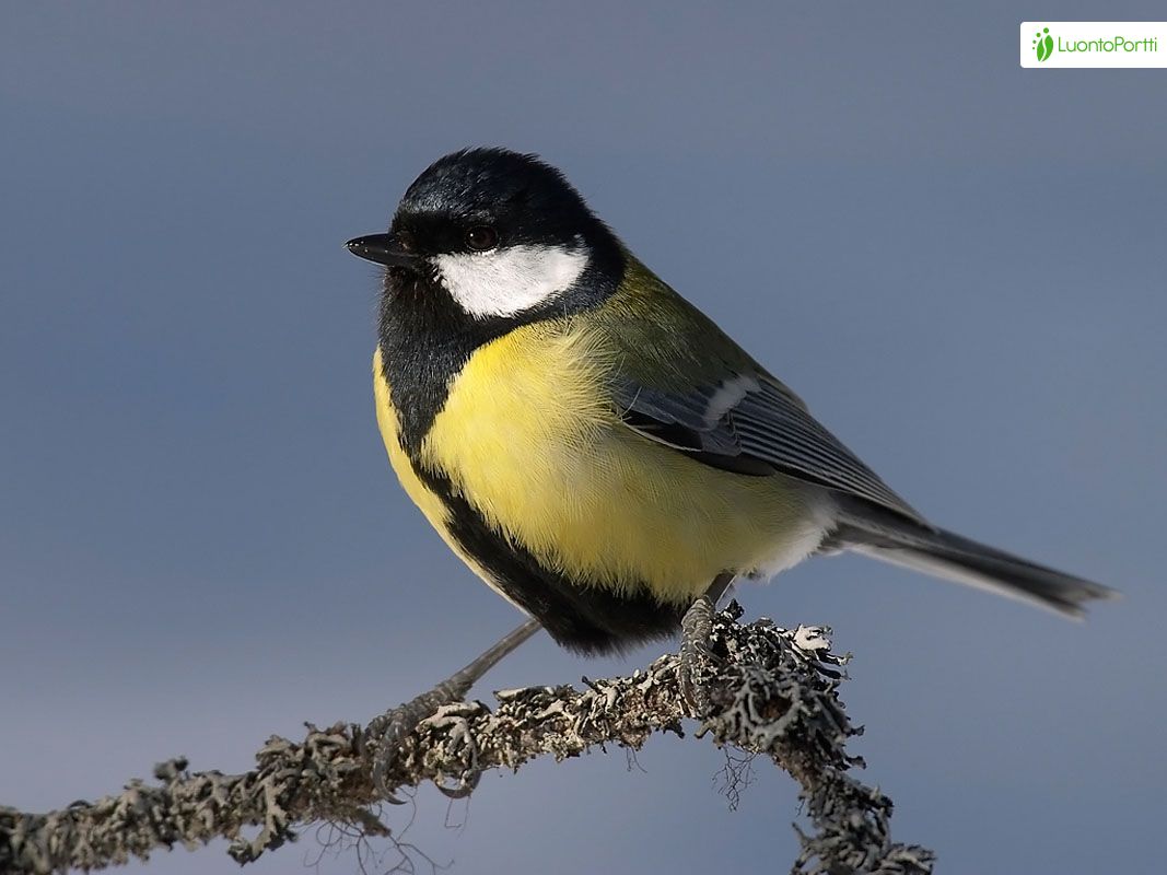 The Great Tit (Parus major) is a passerine bird in the tit family Paridae.  It is a widespread and common species throughout Europe, Middle East, etc  Stock Photo - Alamy