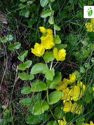 creeping jenny flower