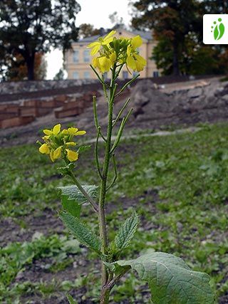 Mostaza silvestre, Sinapis arvensis - Flores - NatureGate