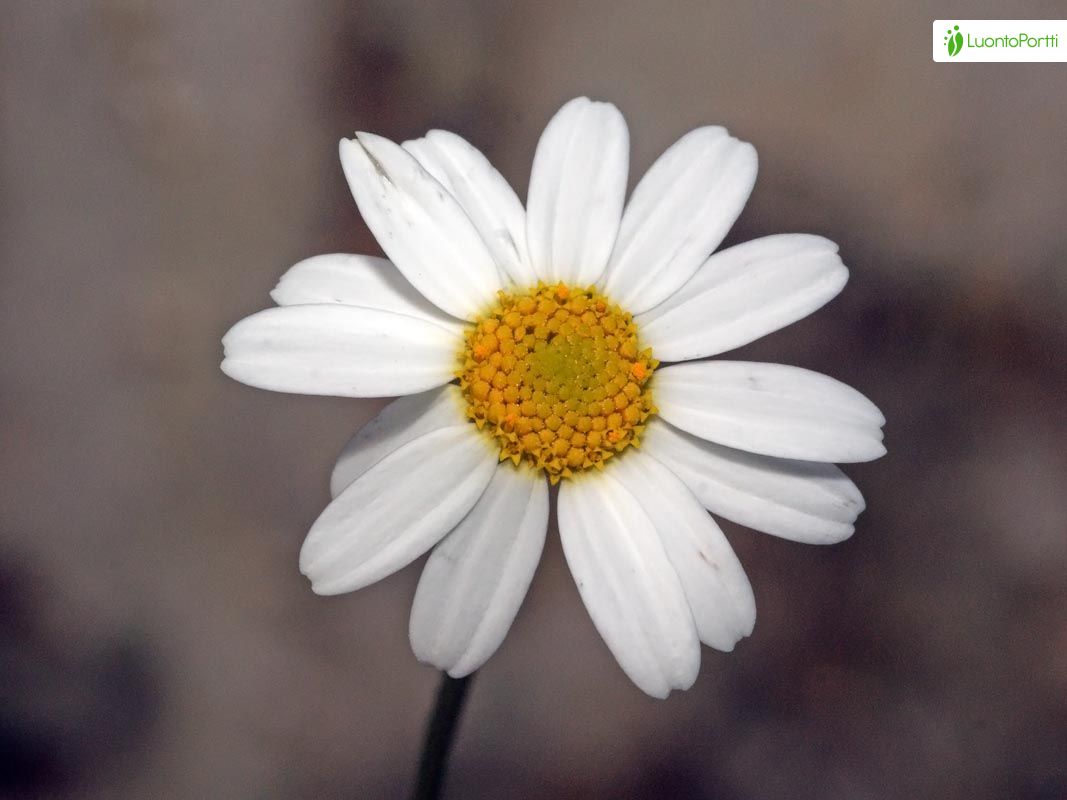 Flor de manzanilla de maíz. Bloom Mayweed. Las flores blancas en el entorno  natural. Inodoros de flor de manzanilla. Anthemis arvensis, Asteraceae  famil Fotografía de stock - Alamy