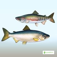 Lohikalat, Salmoniformes - Kalat - LuontoPortti