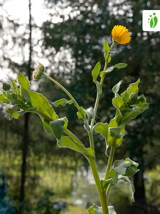 Caléndula, Calendula officinalis - Flores - NatureGate